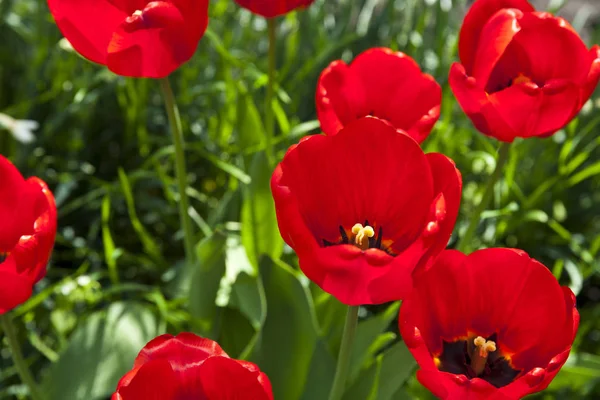 Foto de primer plano del núcleo de tulipán rojo, fondo floral abstracto —  Fotos de Stock