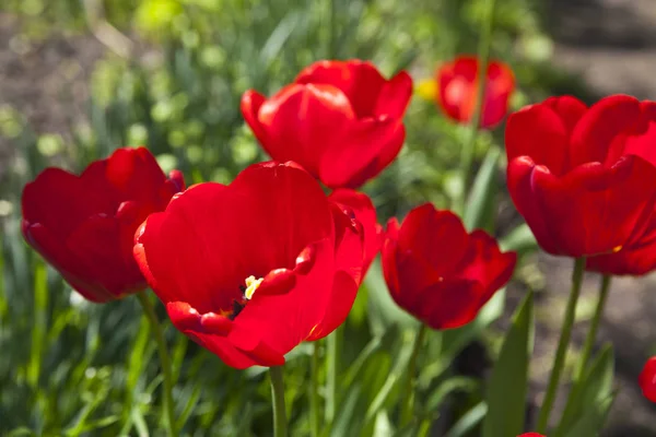 Närbild foto av röd tulpan kärna, abstrakt blommig bakgrund — Stockfoto