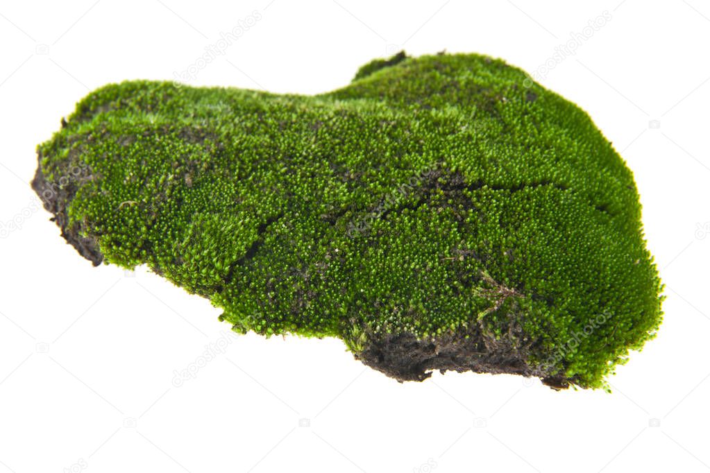 green moss isolated on white background