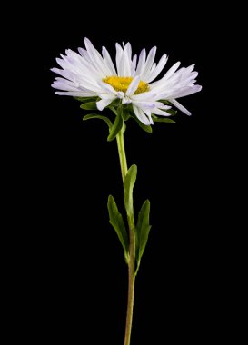 siyah arka plan üzerine izole aster çiçekler.