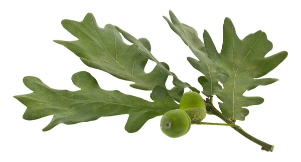 Зеленый дуб листья и желуди изолированы на белом фоне близко — стоковое фото