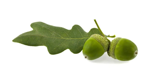 Bellotas verdes aisladas sobre fondo blanco de cerca. — Foto de Stock