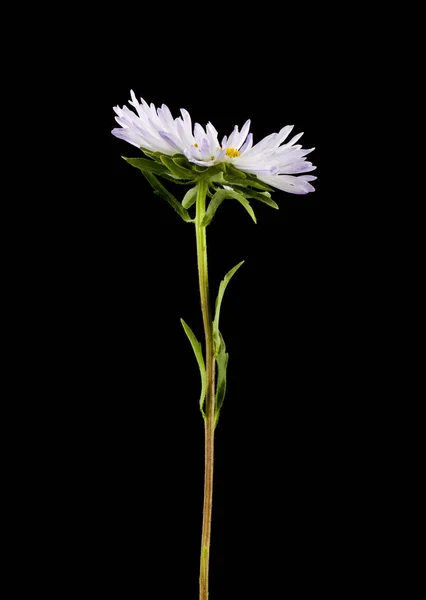 Aster kwiaty na białym na czarnym tle. — Zdjęcie stockowe