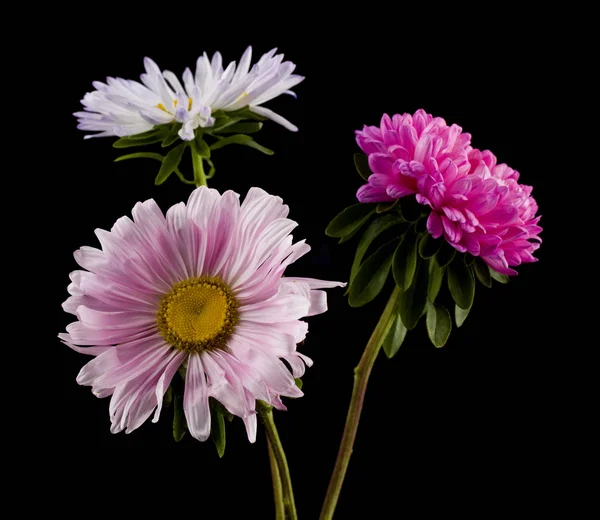 Fiori aster isolati su sfondo nero . — Foto Stock