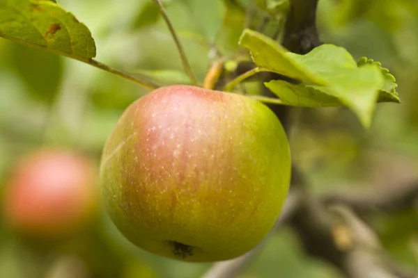 Apple on nature fruit tree — Stock Photo, Image