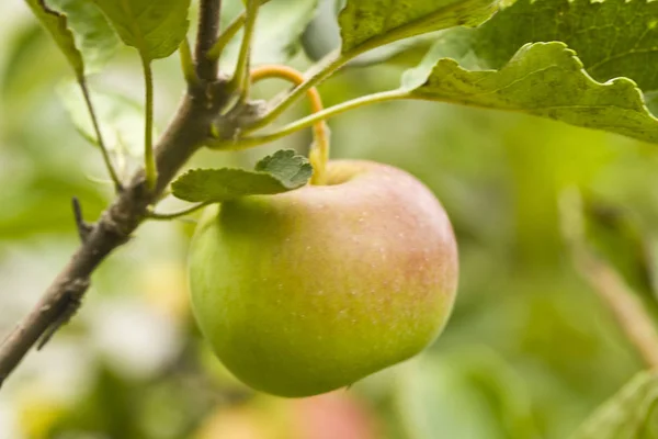 Apple on nature fruit tree — Stock Photo, Image