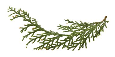 Beyaz arka plan yakın çekimde izole thuja yeşil dalı.