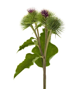 Beyaz arka plan üzerinde izole dulavratotu