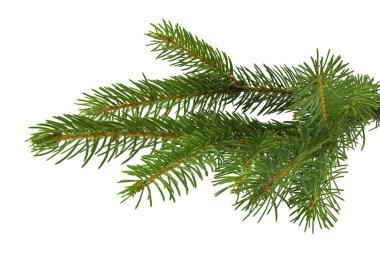 Beyaz arkaplanda izole edilmiş noel ağacı dalı