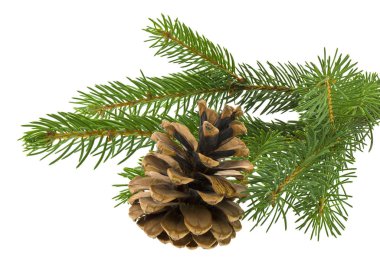 Beyaz arka planda izole edilmiş bir konisi olan Noel ağacı dalı