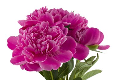 Beyaz arka planda izole edilmiş şakayık çiçekleri..