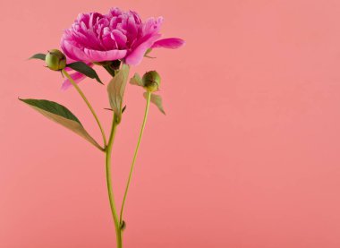 Pembe bir arka plan üzerinde Şakayık çiçekleri.