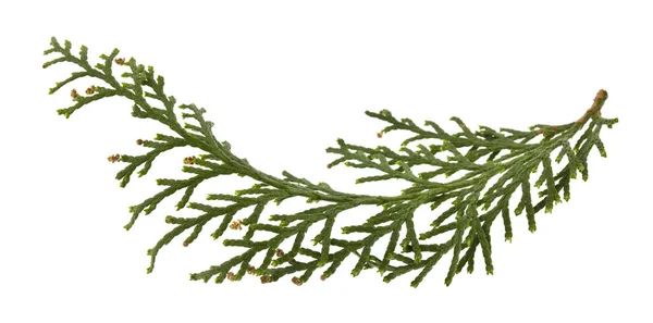 Green branch of thuja isolated on a white background close-up. — Stock Photo, Image