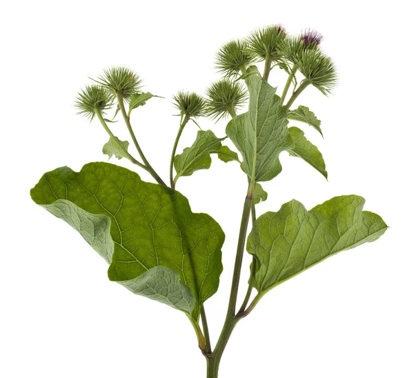 Burdock green flowers isolated on white background. Therapeutic — Stock Photo, Image