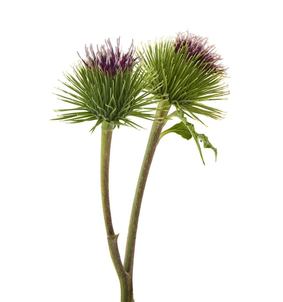 Burdock green flowers isolated on white background. Therapeutic — Stock Photo, Image