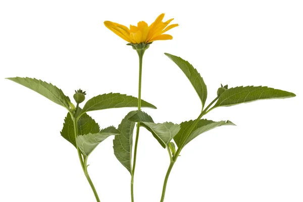 Gele bloemen van Doronicum geïsoleerd op witte achtergrond sluiten u — Stockfoto