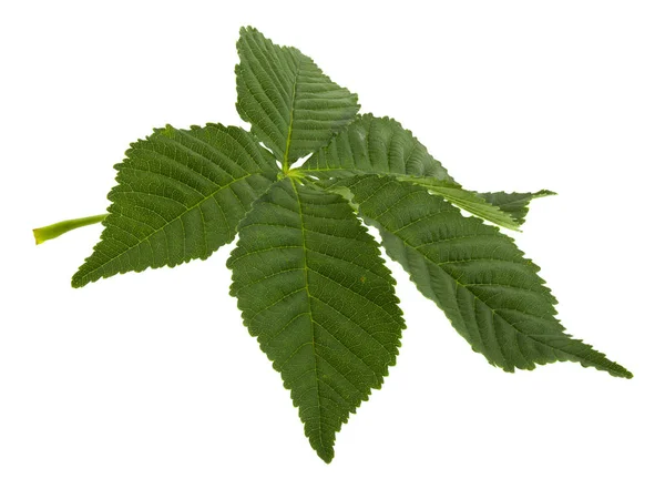 Kasztan zielony liść na białym tle — Zdjęcie stockowe