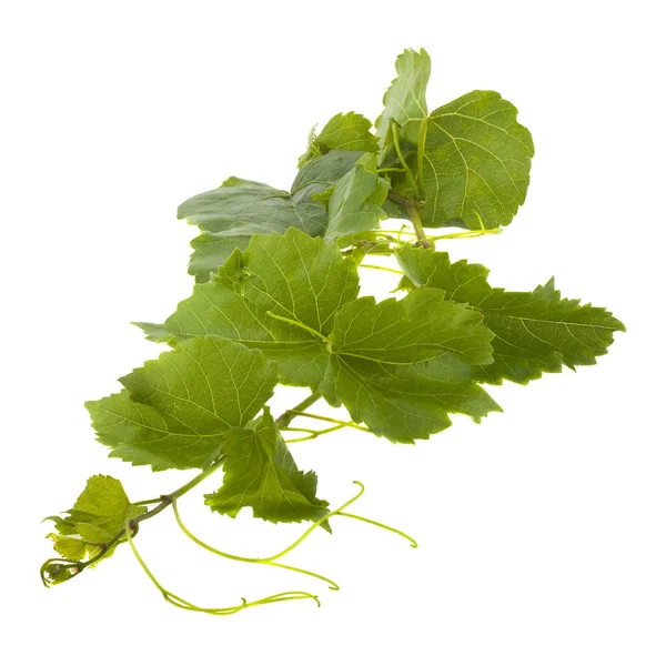 Hojas de uva verde aisladas sobre fondo blanco. — Foto de Stock