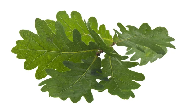 Hojas de roble verde aisladas sobre fondo blanco — Foto de Stock