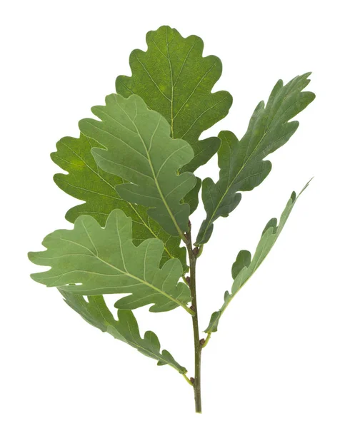 Foglie di quercia verde isolate su fondo bianco — Foto Stock