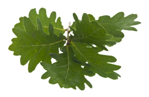 Green oak leaves isolated on white background — Stock Photo, Image