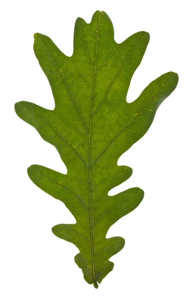 Green oak leaves isolated on white background. — Stock Photo, Image
