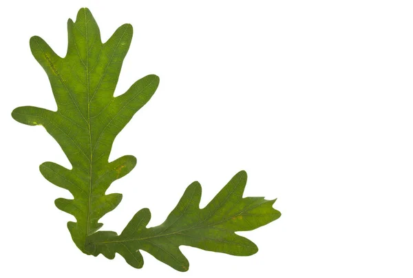 흰 배경에 분리되어 있는 녹색 오크 잎들 — 스톡 사진