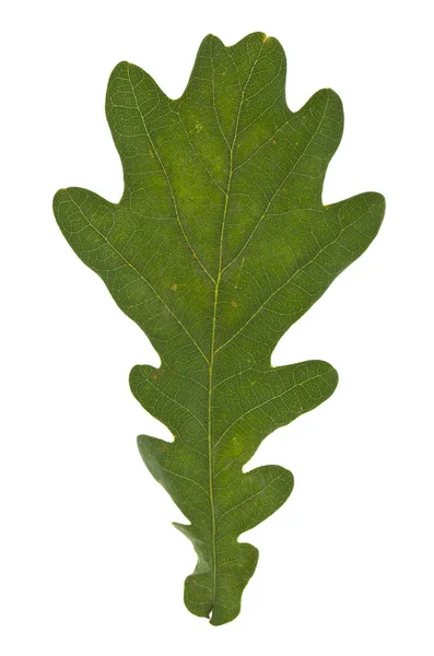 Green oak leaves isolated on white background — Stock Photo, Image