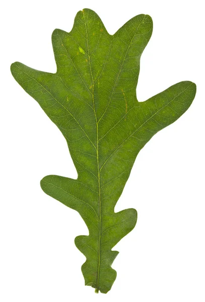 Green oak leaves isolated on white background — Stock Photo, Image