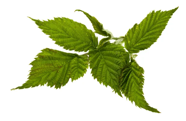 Green raspberry leaves isolated on white background — Stock Photo, Image