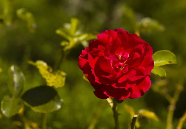Piękny krzak czerwonych róż w ogrodzie. Ogrody róż. — Zdjęcie stockowe