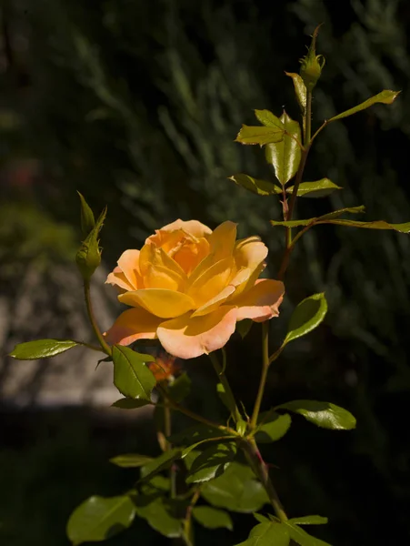 Bahçede güzel sarı güller var. Gül bahçesi.. — Stok fotoğraf