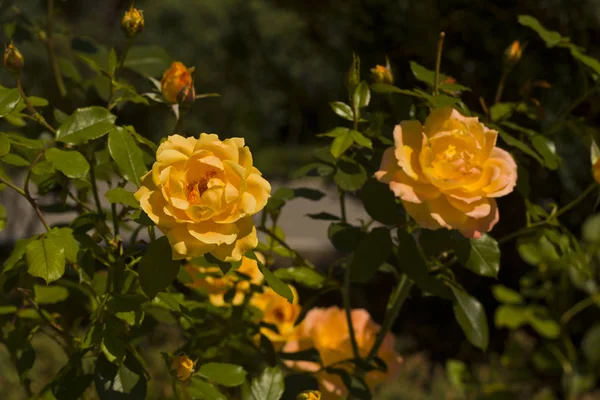 Beautiful bush of yellow roses in the garden. Garden of roses. — Stock Photo, Image