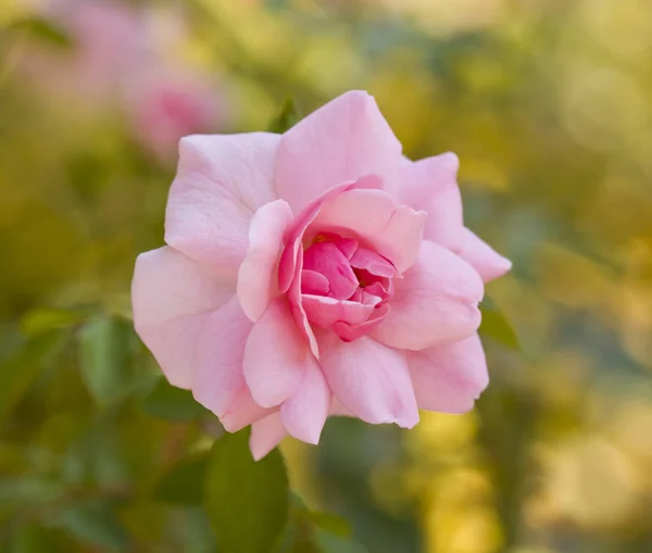 Prachtige struik van roze rozen in de tuin. Tuin van rozen. — Stockfoto