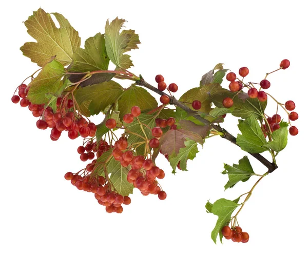 Frutas vermelhas viburnum isoladas em um fundo branco . — Fotografia de Stock