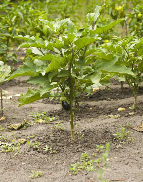 Bakłażan rośnie w glebie. Świeże bakłażany organiczne. — Zdjęcie stockowe