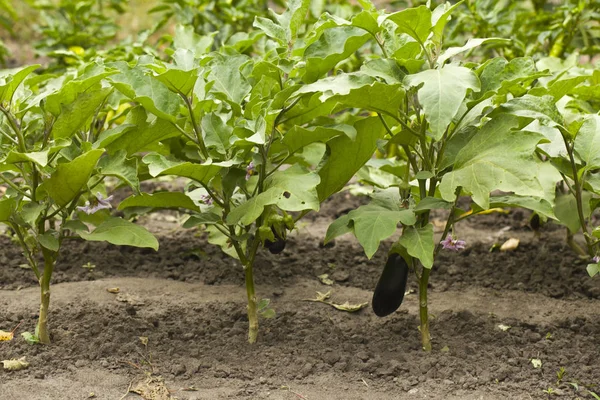 De aubergine groeit in de grond. Verse biologische aubergine. — Stockfoto