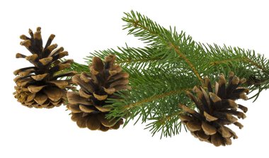 Yeşil Noel ağacı dalı ve beyaz bir sırt üzerinde izole edilmiş koniler.