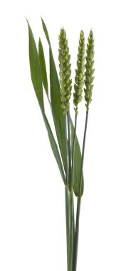 Yeşil spikelets beyaz bir arka plan üzerinde izole.