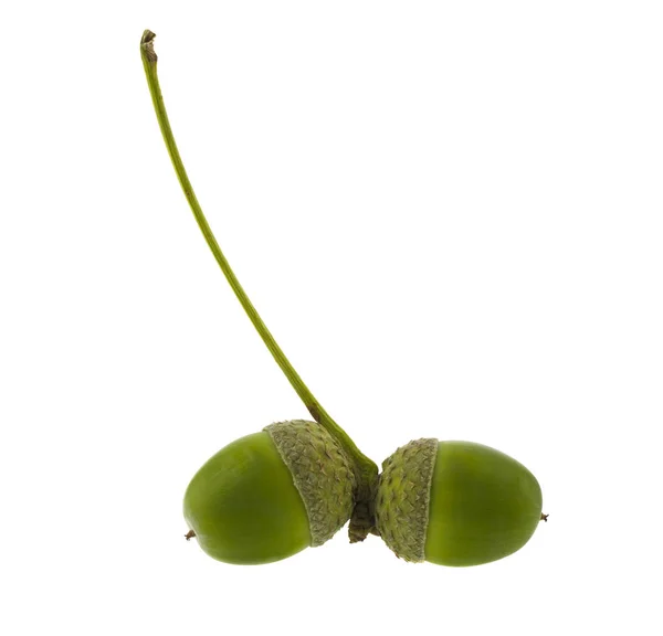 Acorns isolated on a white background. — Stock Photo, Image