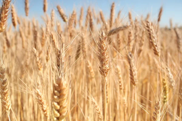 Spikelets of wheat on the field for background. — Stock Photo, Image