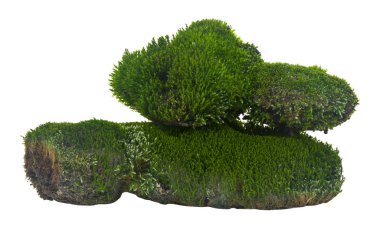 Beyaz arkaplanda yeşil yosun izole edilmiş.