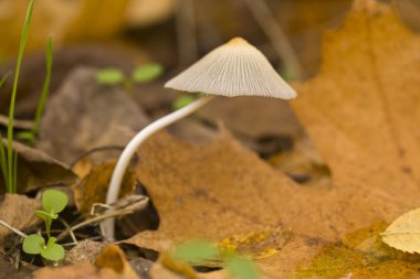 Mantar ormandaki soluk bir mantardır. Yenilmez viraj.