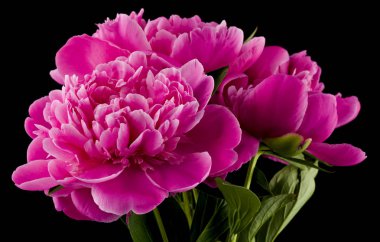 Siyah arka planda izole edilmiş pembe şakayık çiçekleri..