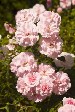 Arka planda pembe güller.