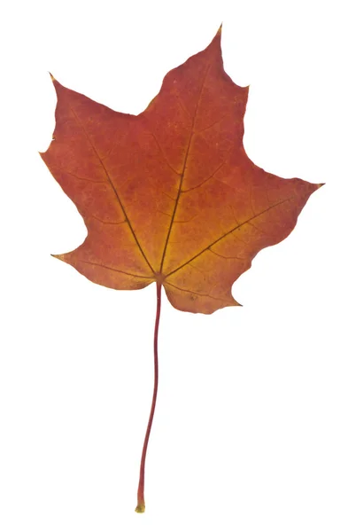 하얀 배경에 따로 떨어져 있는 가을 단풍나무 잎. — 스톡 사진