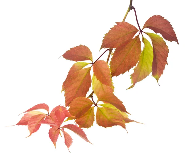 शरद ऋतु अंगूर पत्तियां एक सफेद पृष्ठभूमि पर अलग . — स्टॉक फ़ोटो, इमेज