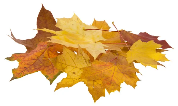 Podzimní javorové listy izolované na bílém pozadí. — Stock fotografie