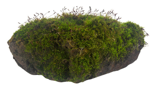Green moss isolated on a white background.