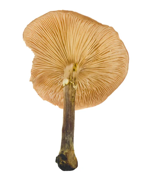 Несъедобный гриб, выделенный на белом фоне . — стоковое фото